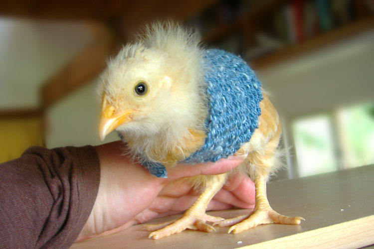 Chick shawl